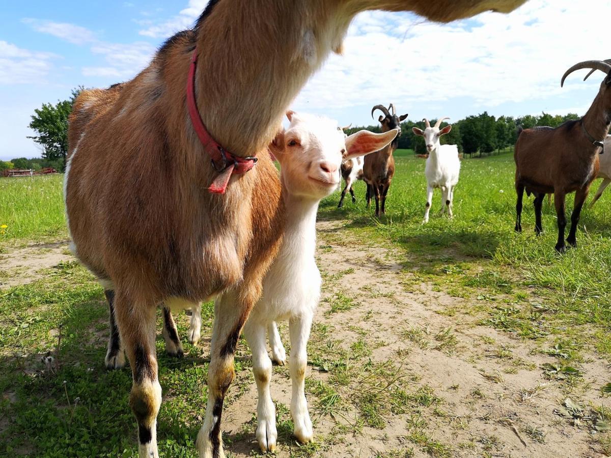 Dylewianka Farm stay Wysoka Wies