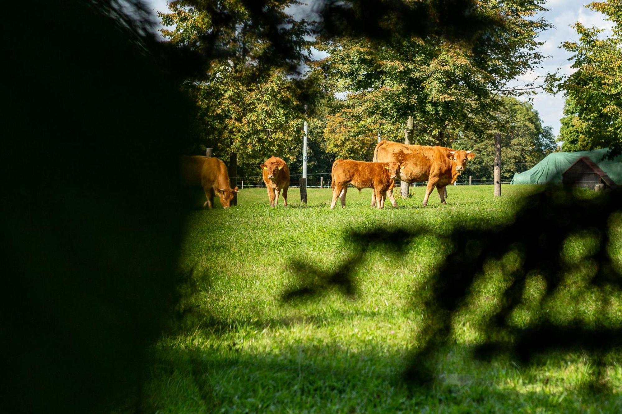 Dylewianka Farm stay *