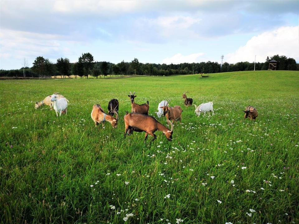 Dylewianka Farm stay *